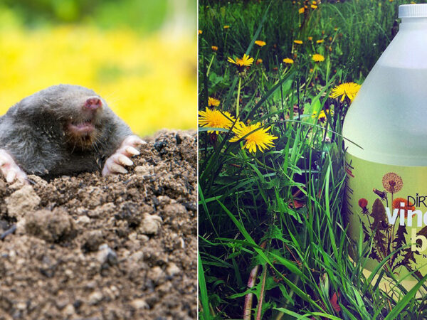 How-to-Get-Rid-of-Ground-Moles-With-Vinegar